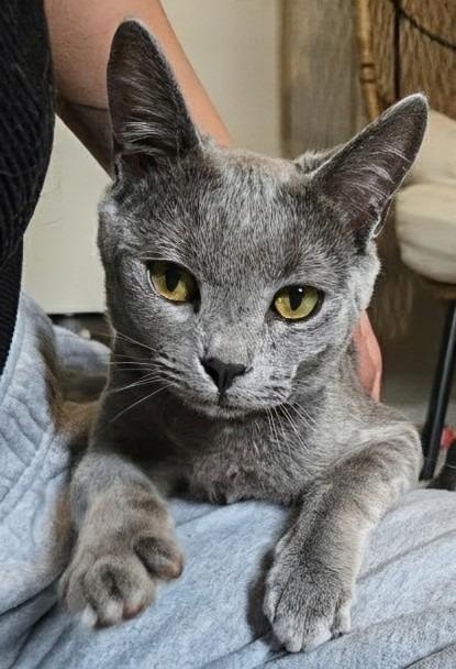 Leo, Adoptable, Young Male Domestic Short Hair.