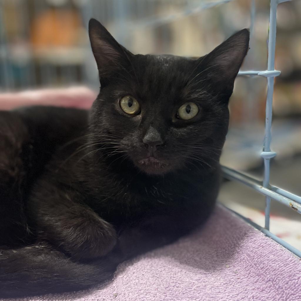 Katara, Adoptable, Adult Female Domestic Short Hair.