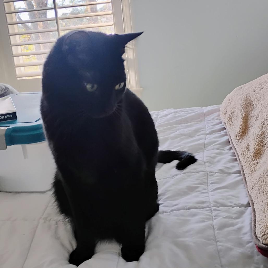 Enlarge Katara, a Adoptable Domestic Short Hair in Fayetteville, GA image 2/5