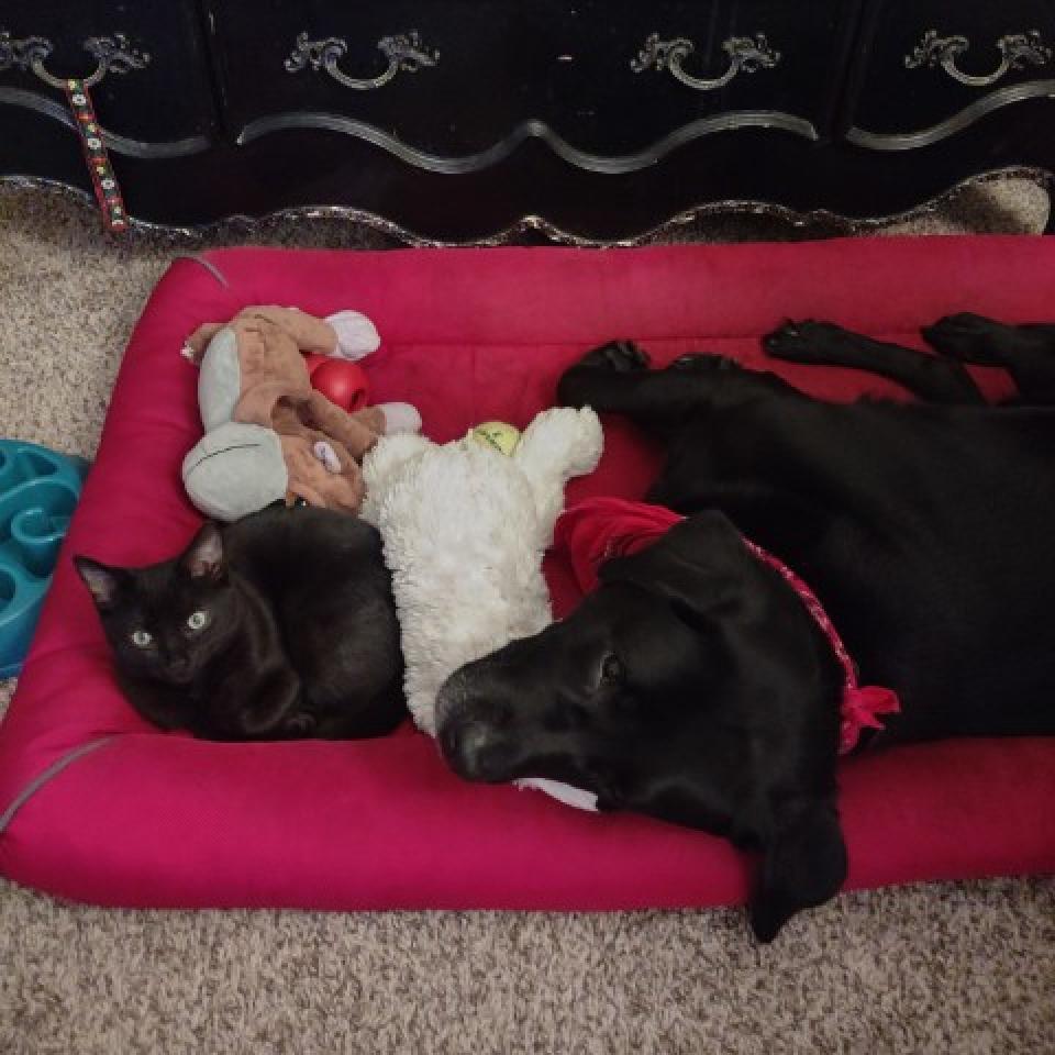 Enlarge Katara, a Adoptable Domestic Short Hair in Fayetteville, GA image 2/4