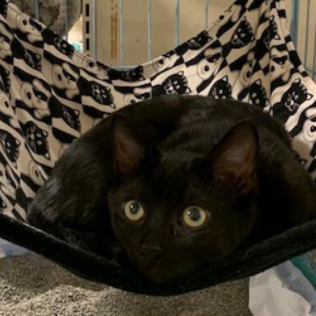 Enlarge Katara, a Adoptable Domestic Short Hair in Fayetteville, GA image 3/4