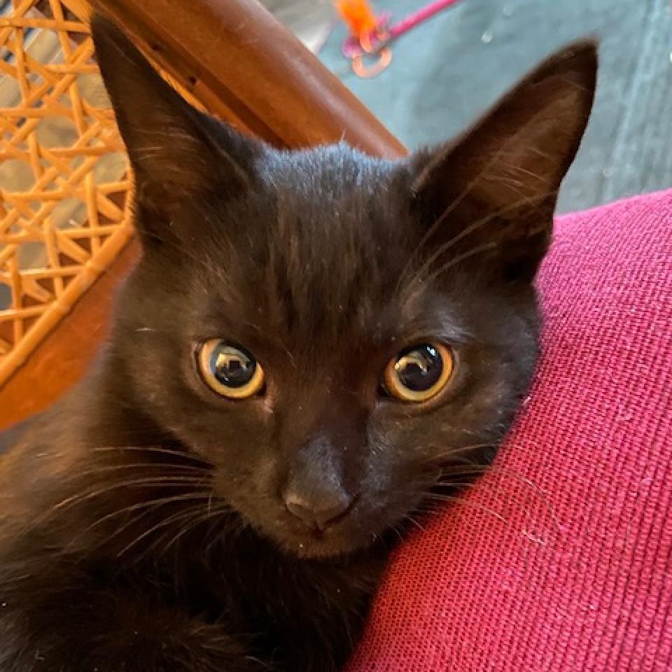 Enlarge Katara, a Adoptable Domestic Short Hair in Fayetteville, GA image 4/4