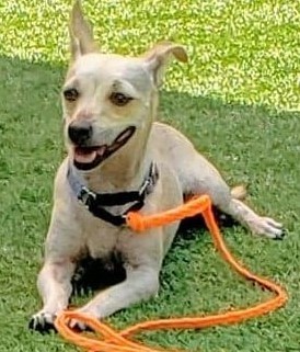 Roxie photo 4