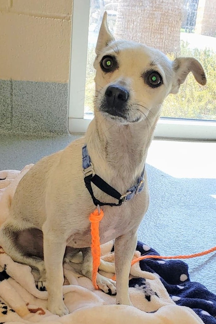 Roxie, an adoptable Chihuahua in Anchorage, AK, 99507 | Photo Image 1