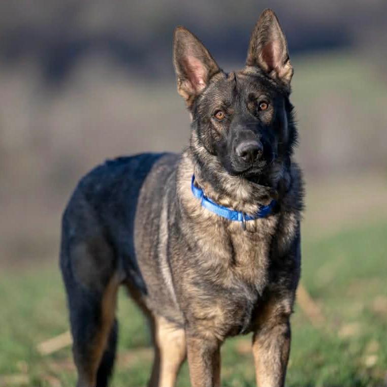 Keith (26-146), Adoptable, Young Male German Shepherd Dog.