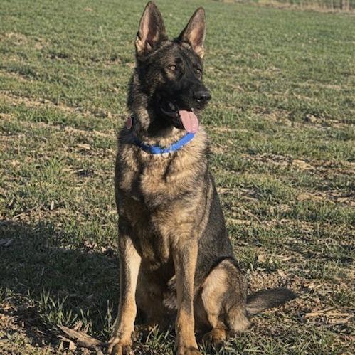 Enlarge Keith (26-146), a Adoptable German Shepherd Dog in New Ringgold, PA image 2/6