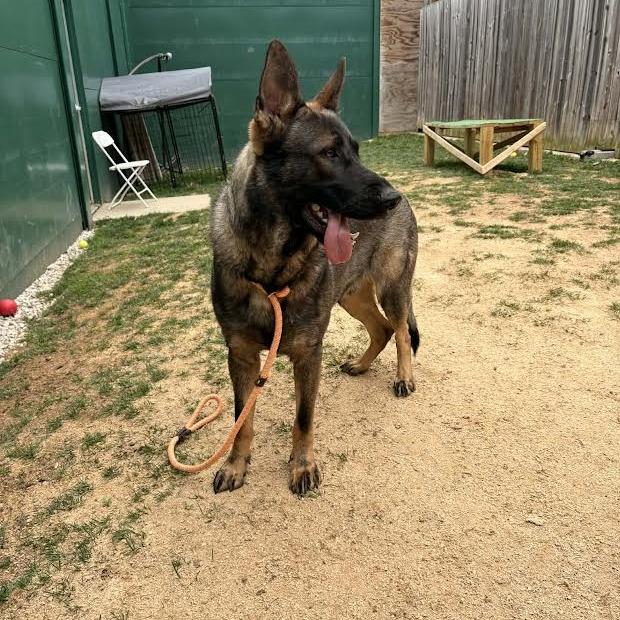 Enlarge Keith (26-146), a Adoptable German Shepherd Dog in New Ringgold, PA image 3/6