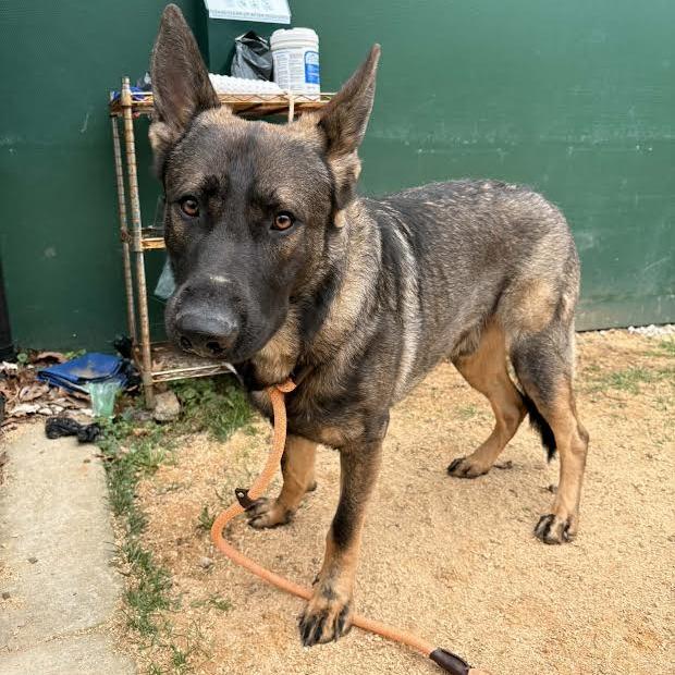 Enlarge Keith (26-146), a Adoptable German Shepherd Dog in New Ringgold, PA image 4/6