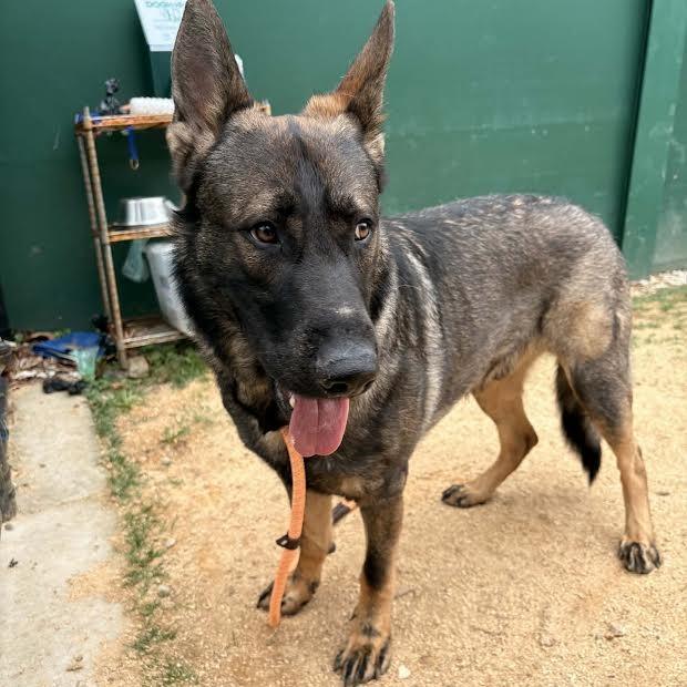 Enlarge Keith (26-146), a Adoptable German Shepherd Dog in New Ringgold, PA image 5/6