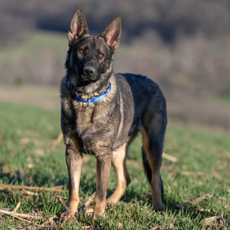 Enlarge Keith (26-146), a Adoptable German Shepherd Dog in New Ringgold, PA image 6/6