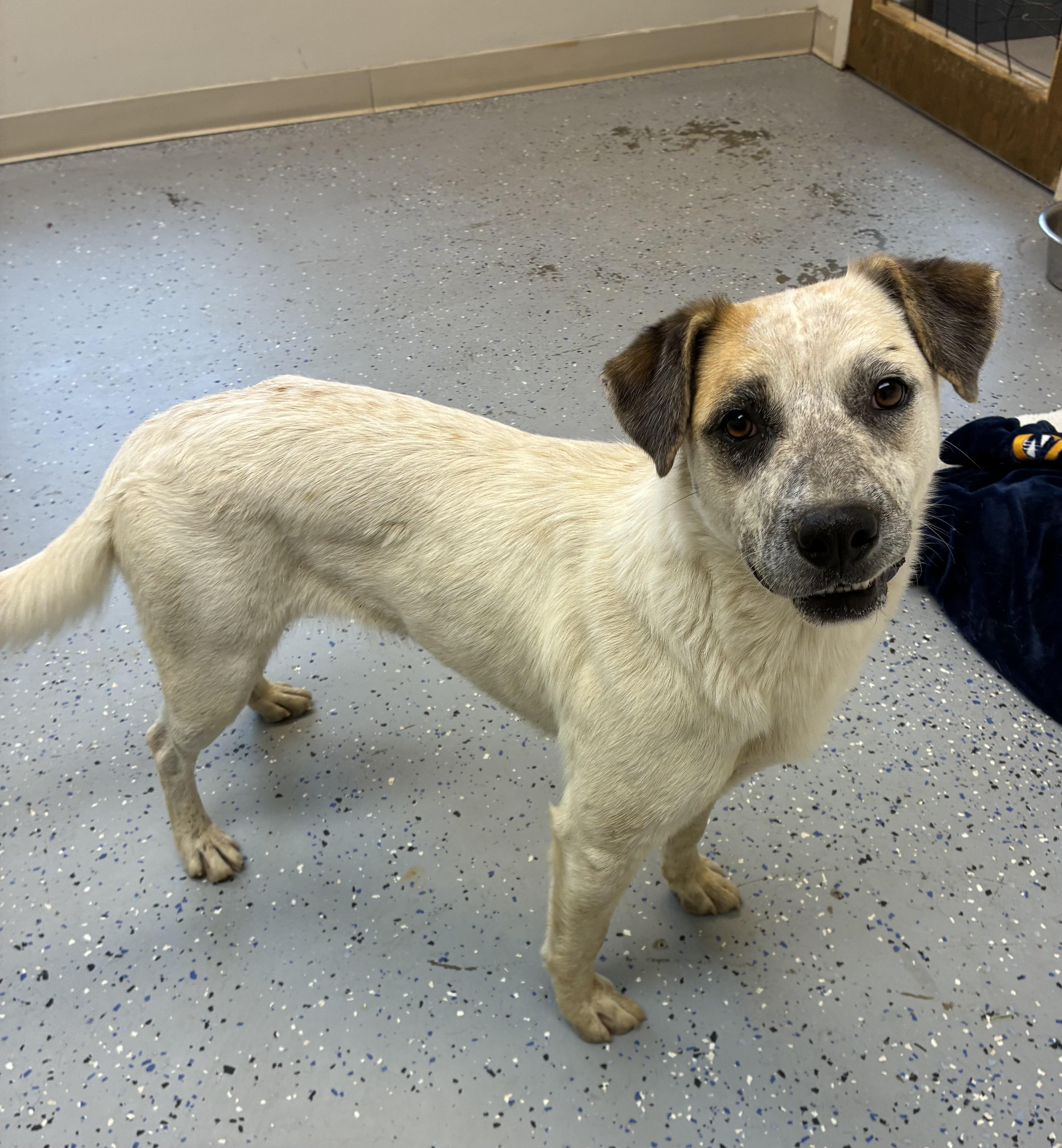 Enlarge Mae Mae, a Adoptable mixed breed in Senatobia, MS image 2/2