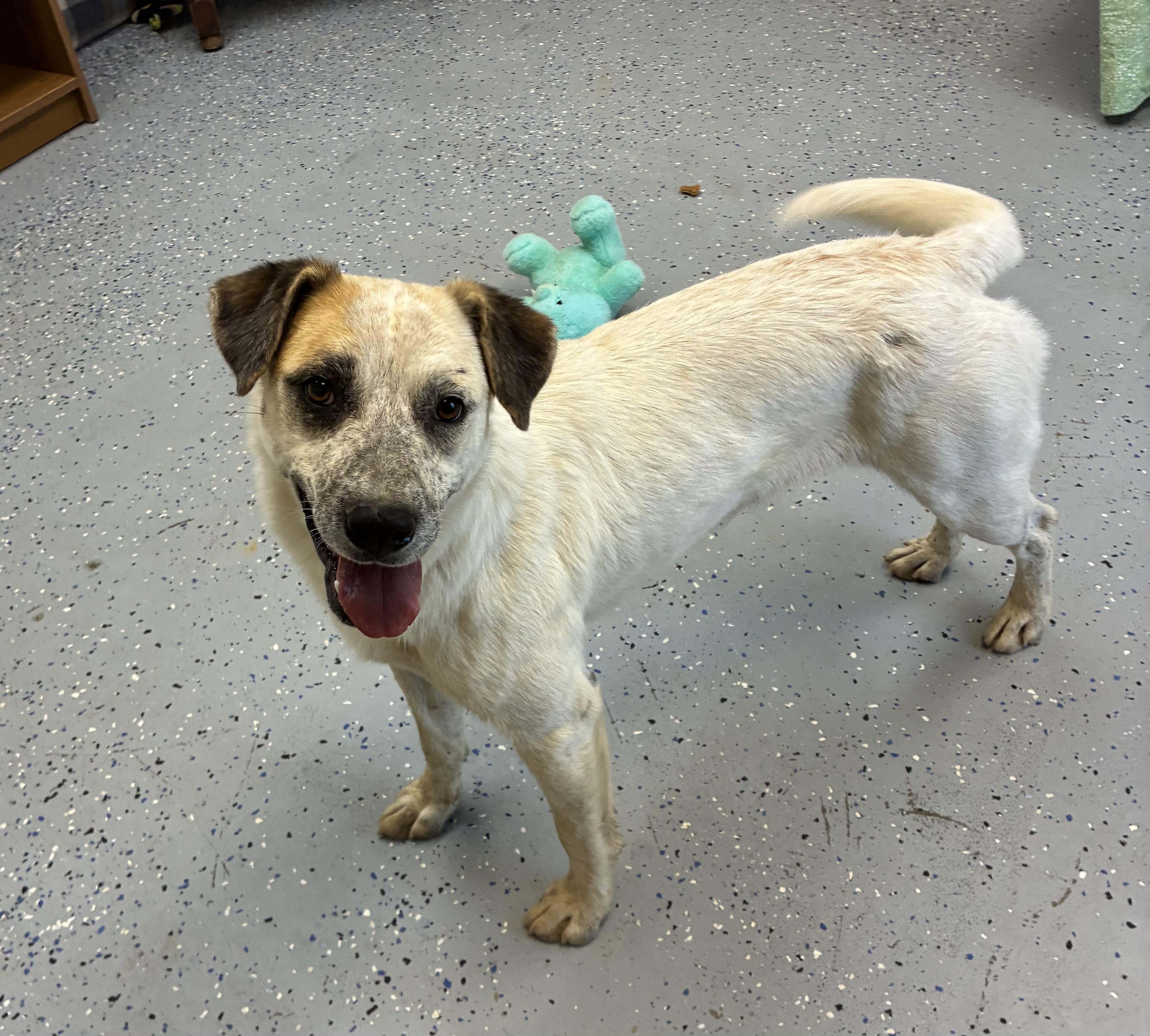 Enlarge Mae Mae, a Adoptable mixed breed in Senatobia, MS image 1/2