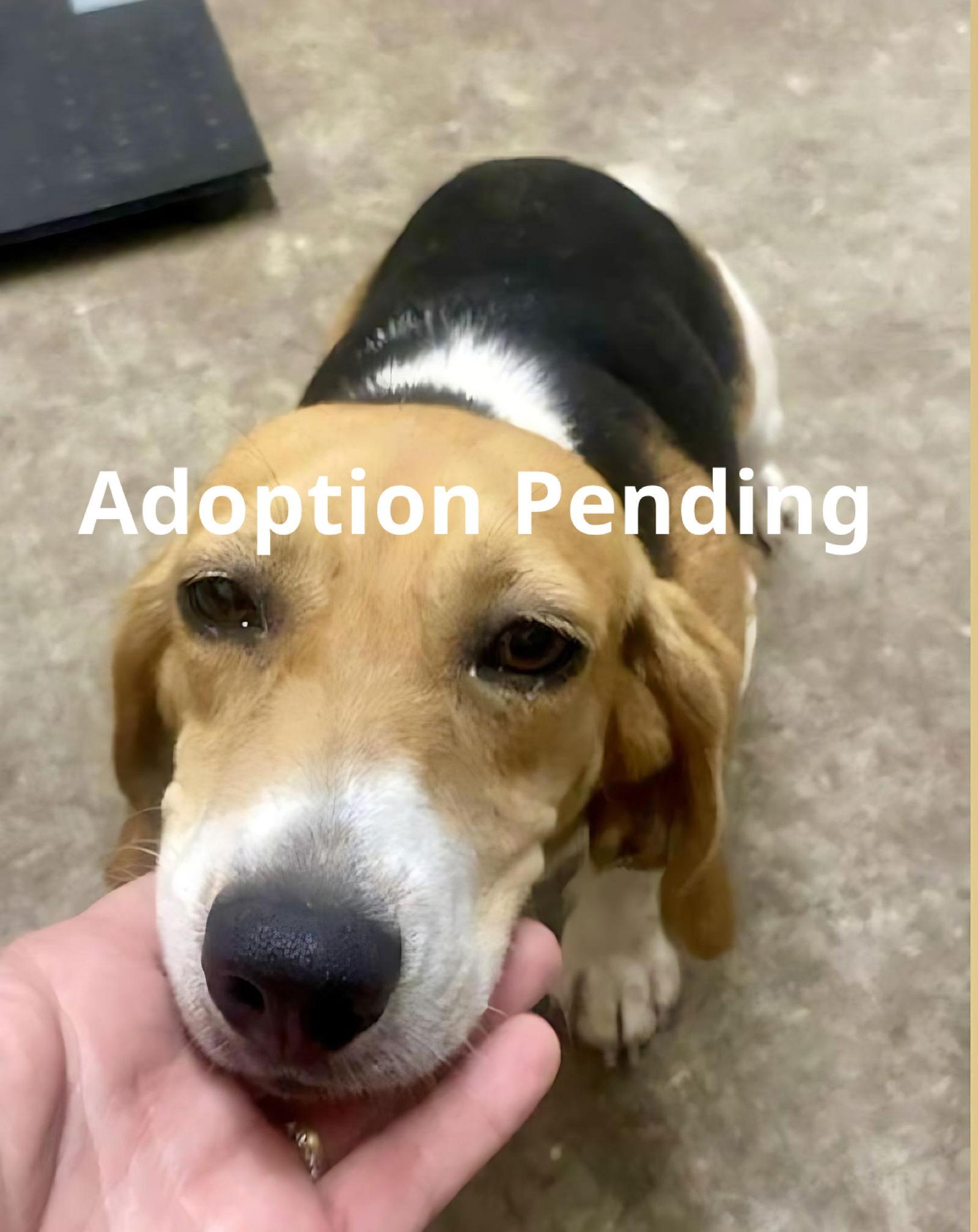 Enlarge Mouse, a Adopted Beagle in Dunnellon, FL image 3/3