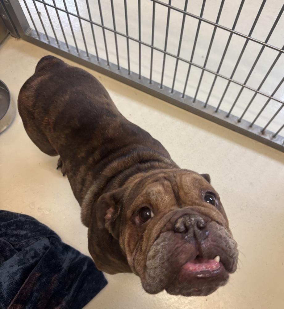 Toffee, Adoptable, Adult Female American Bulldog.