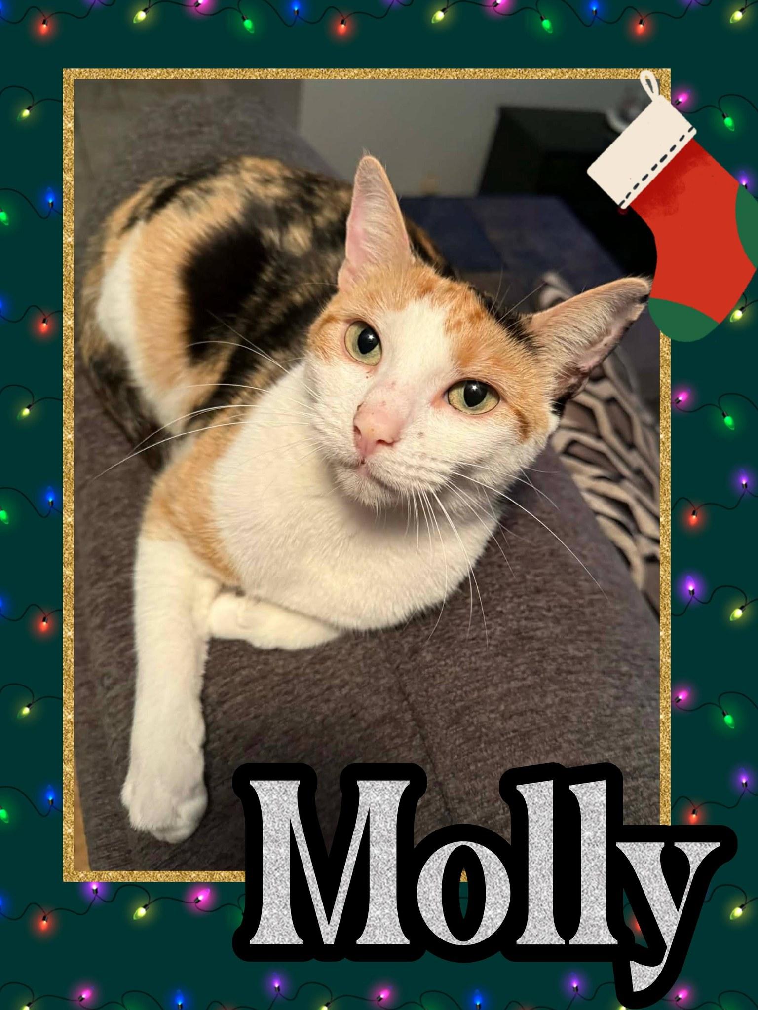Molly, ADOPTABLE, Young Female Calico.