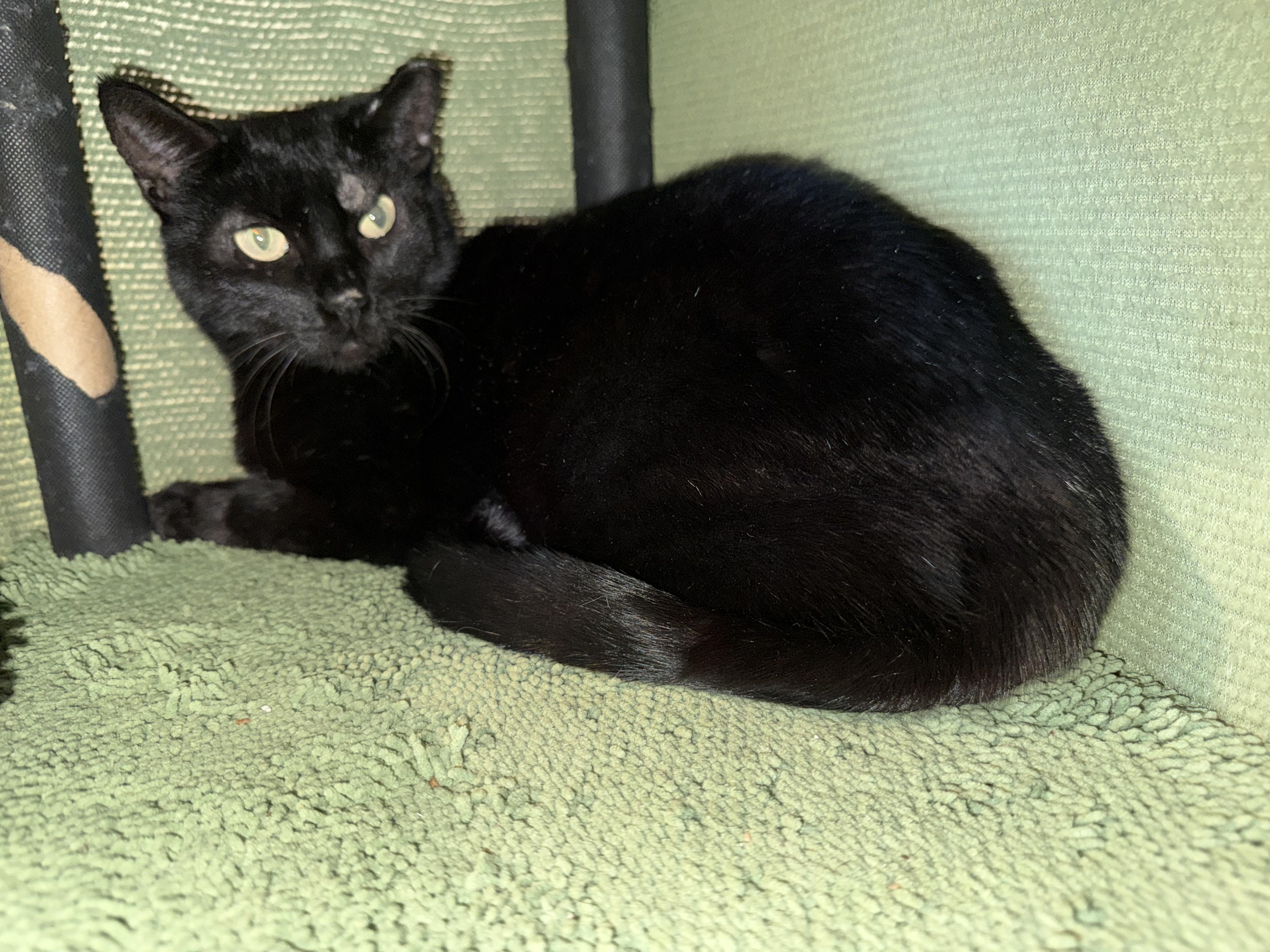 Enlarge Thomas, a ADOPTABLE Tabby in San Saba, TX image 1/1