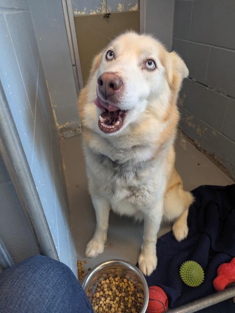 Orion, Adoptable, Adult Male Husky & Alaskan Malamute.