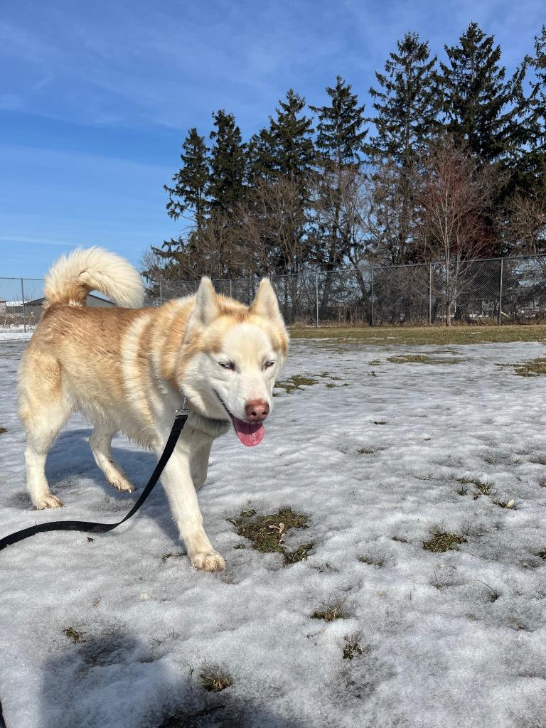 Enlarge Orion, a Adoptable mixed breed in Barron, WI image 2/6