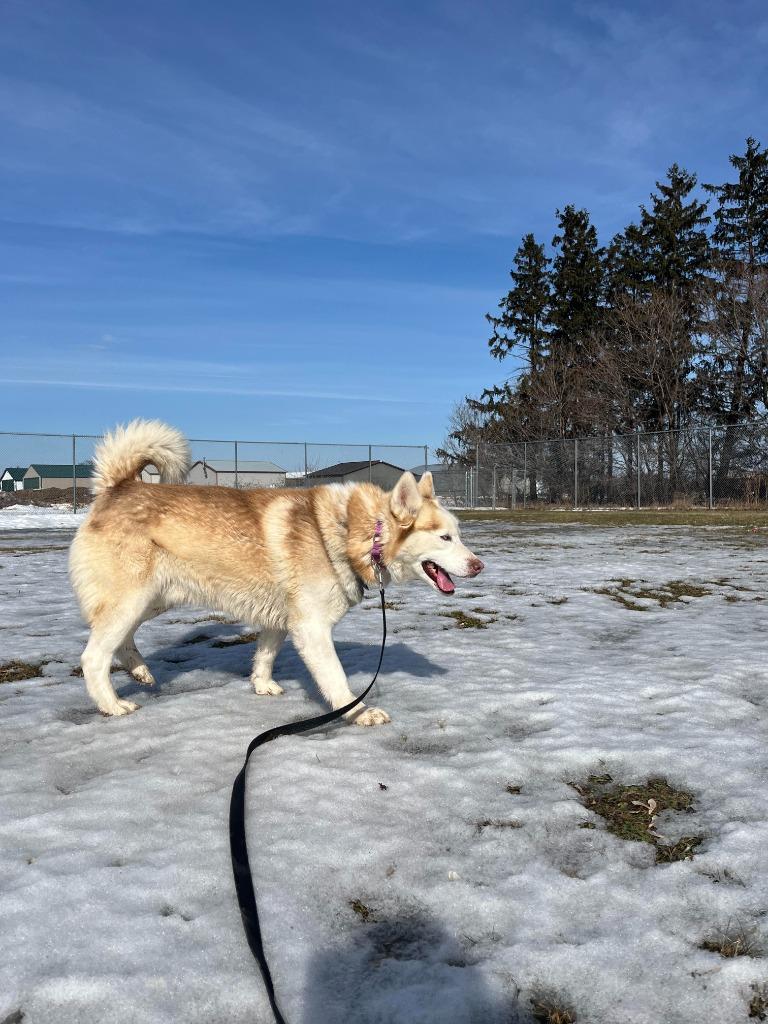 Orion, a Adoptable mixed breed in Barron, WI image 3/6