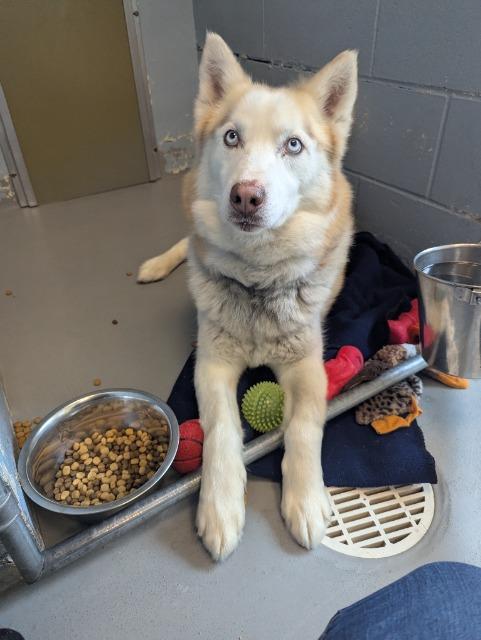 Orion, a Adoptable mixed breed in Barron, WI image 5/6