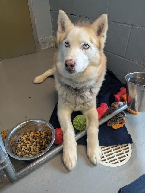 Enlarge Orion, a Adoptable mixed breed in Barron, WI image 4/6