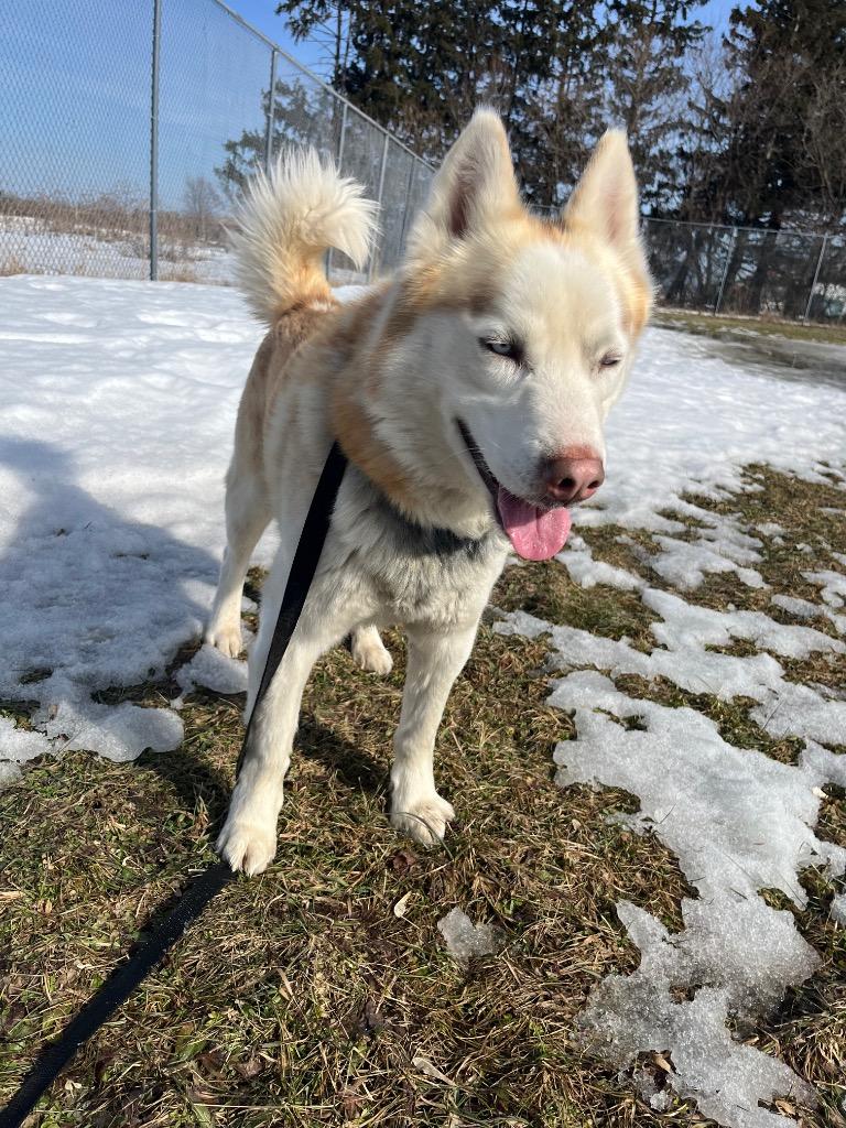Enlarge Orion, a Adoptable mixed breed in Barron, WI image 5/6