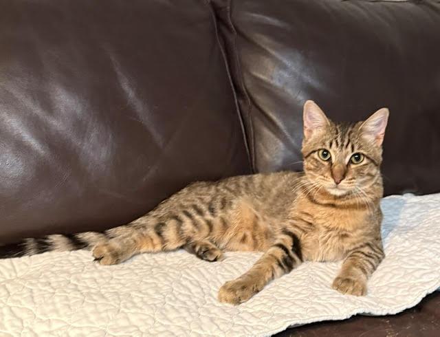Enlarge Major, a Adopted mixed breed in Houston, TX image 1/5