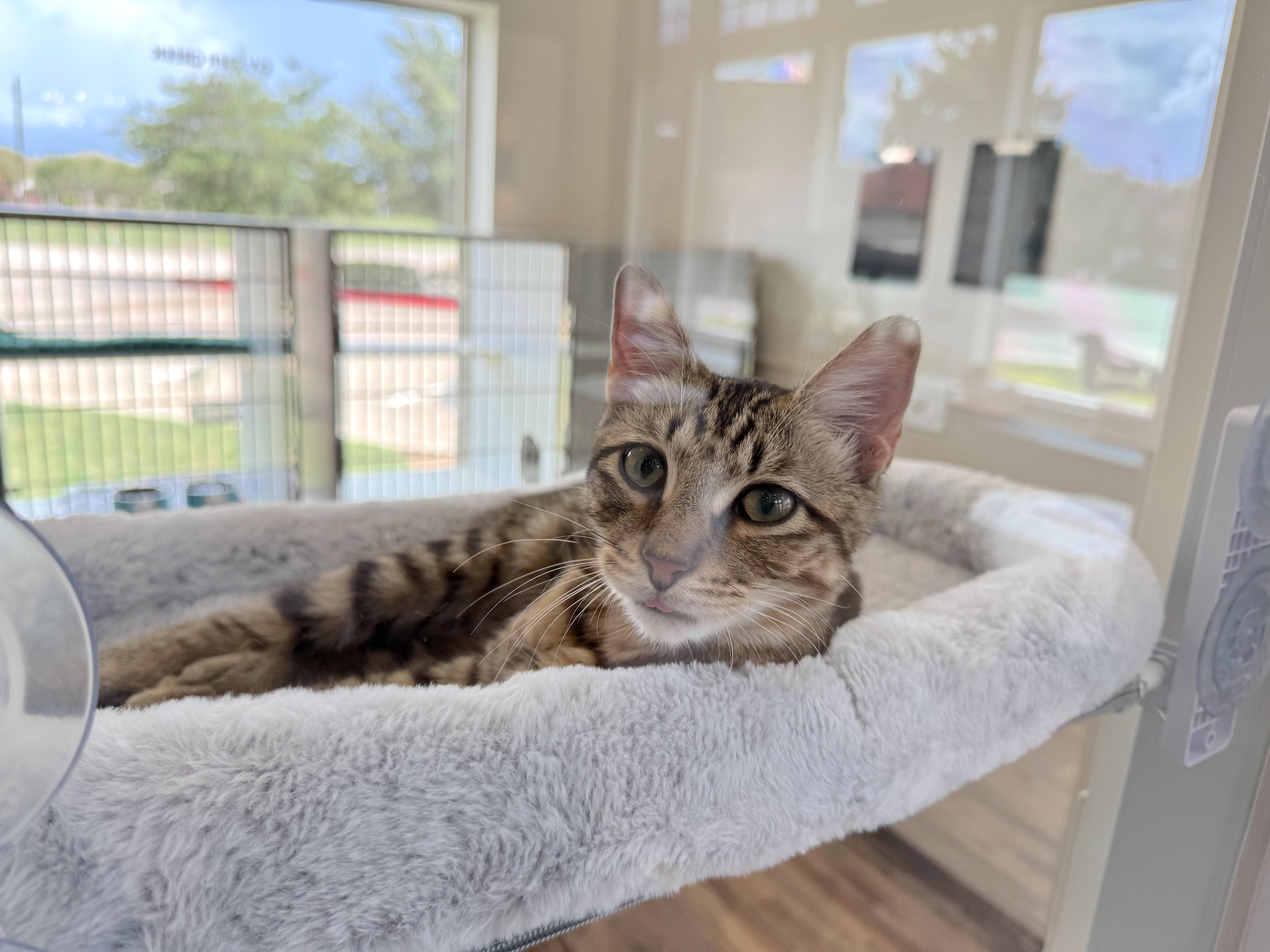 Enlarge Major, a Adopted mixed breed in Houston, TX image 2/5