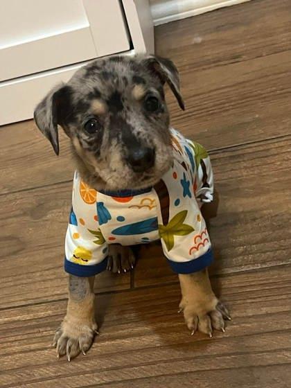 Jingle - PENDING, Adoptable, Young Male Catahoula Leopard Dog & Mixed Breed.