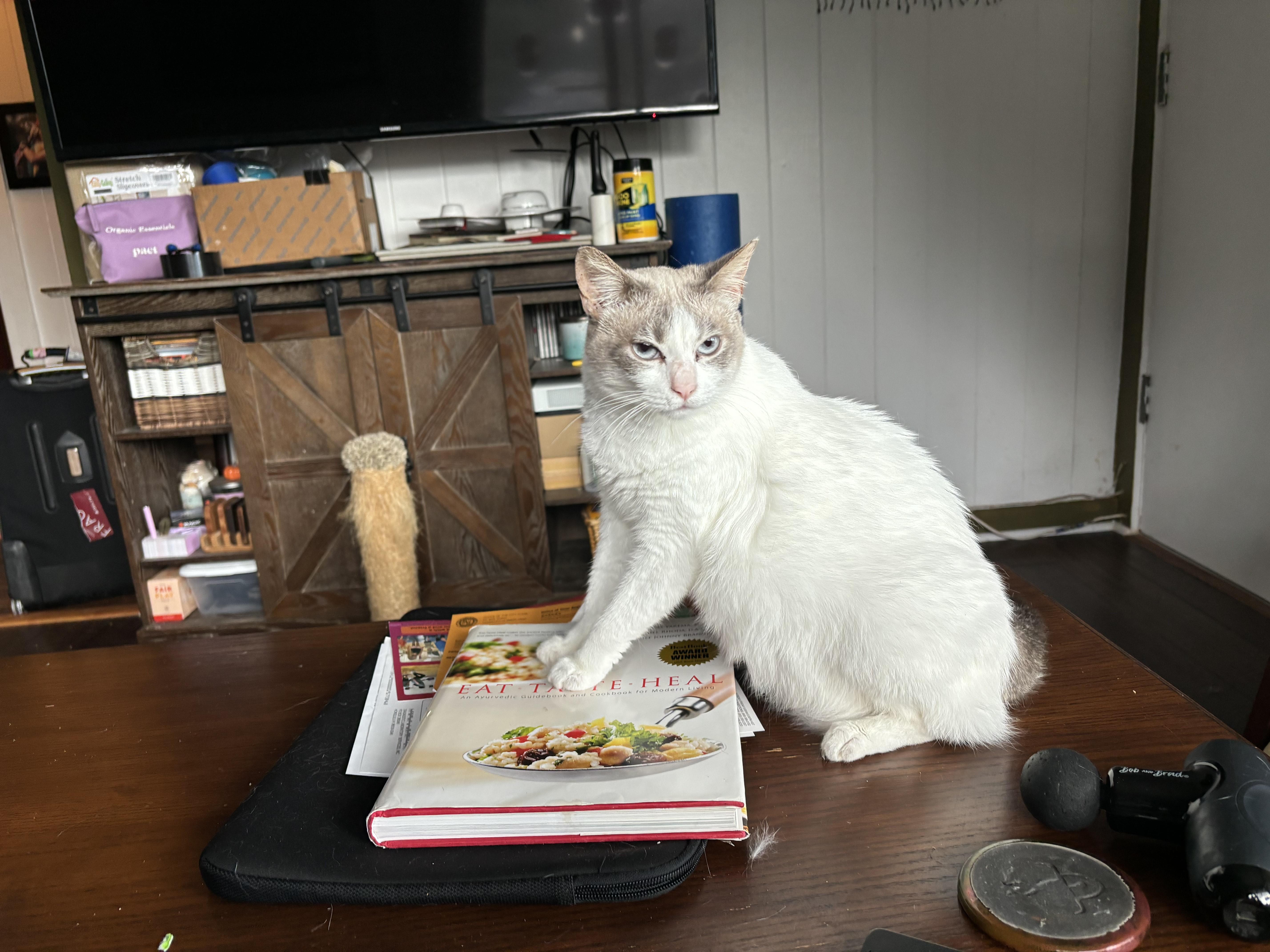 Buttercup, an adopted Domestic Short Hair in Mililani, HI image 1/5