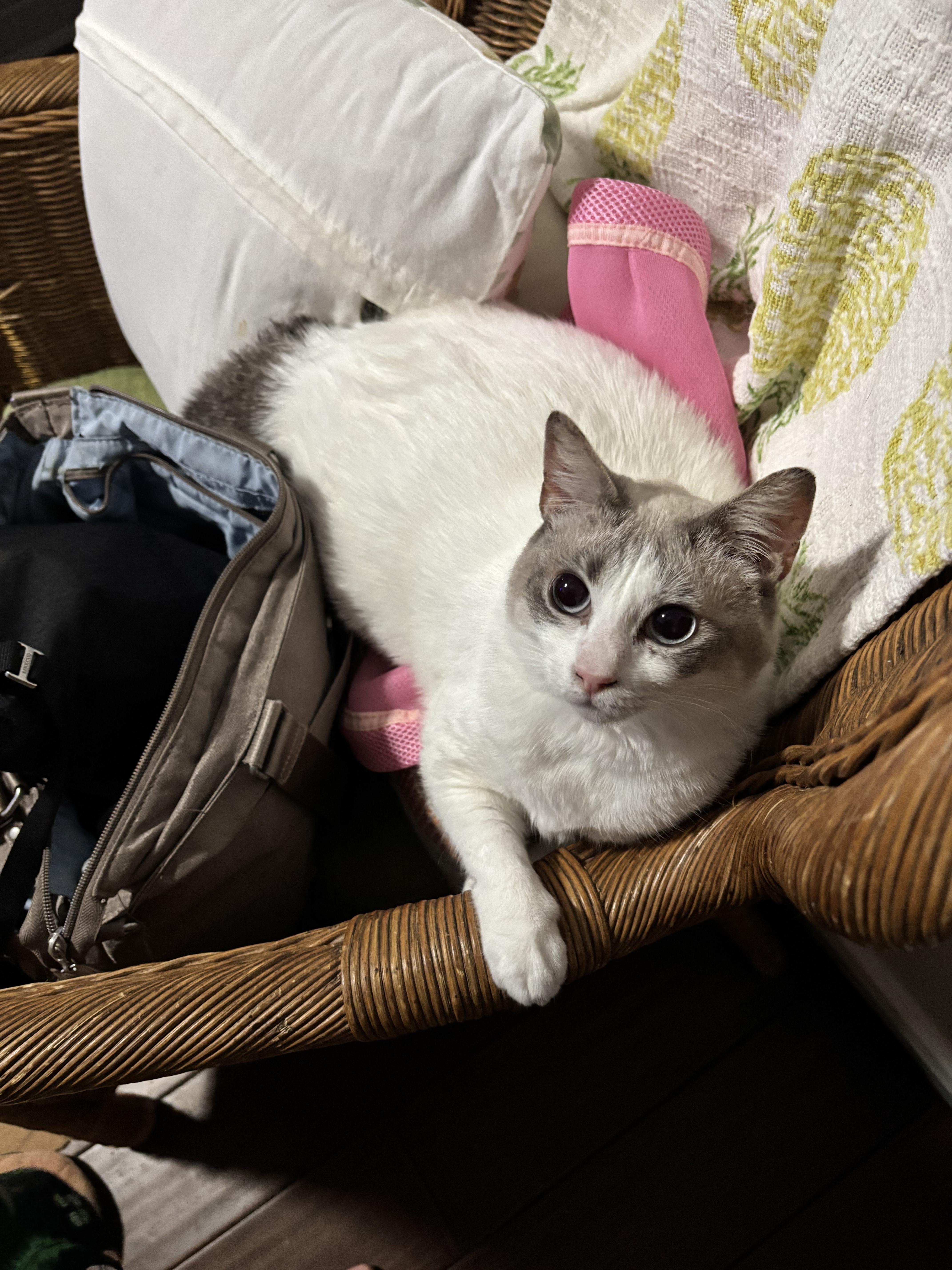 Buttercup, an adopted Domestic Short Hair in Mililani, HI image 2/5