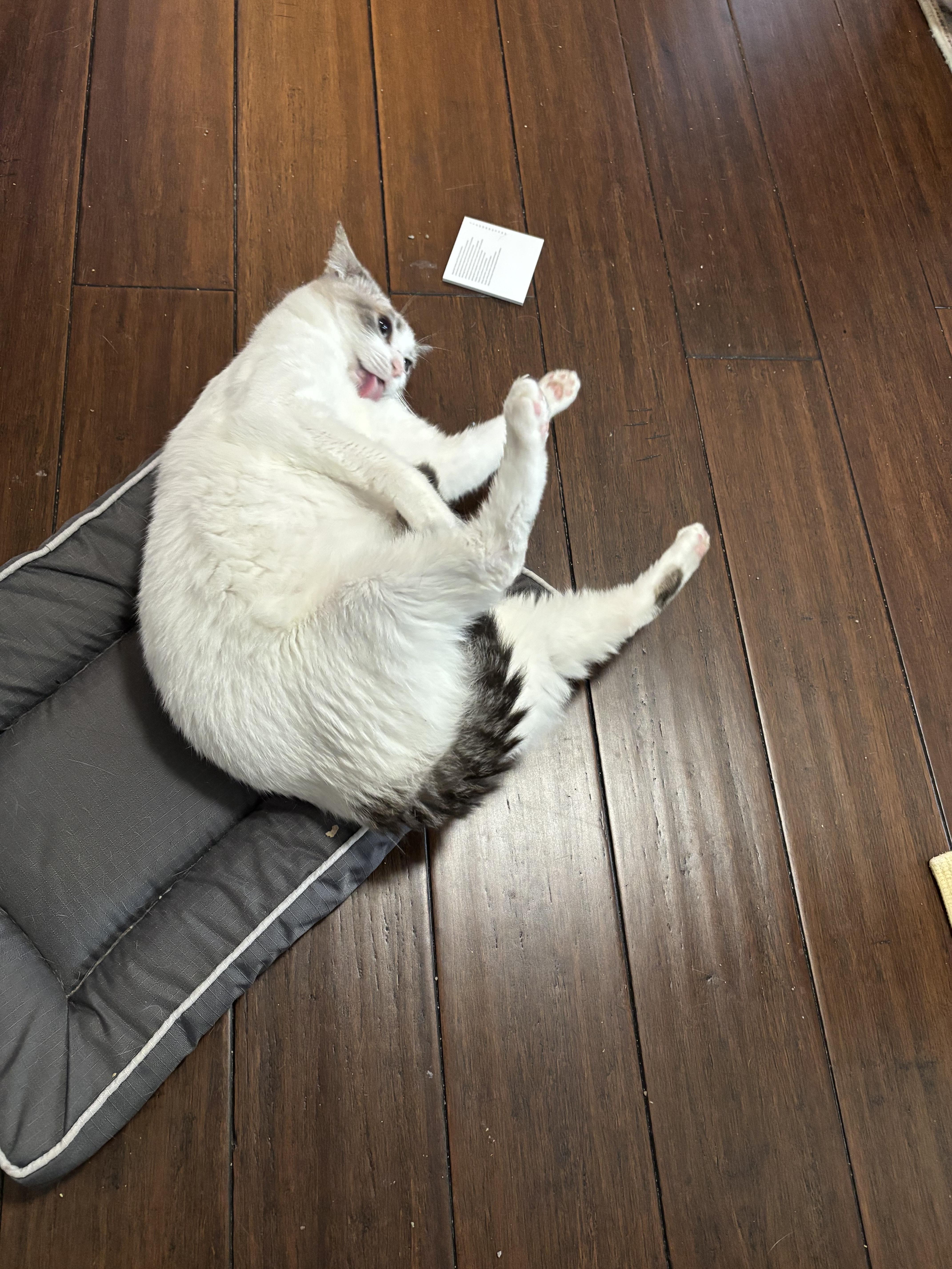 Buttercup, an adopted Domestic Short Hair in Mililani, HI image 3/5