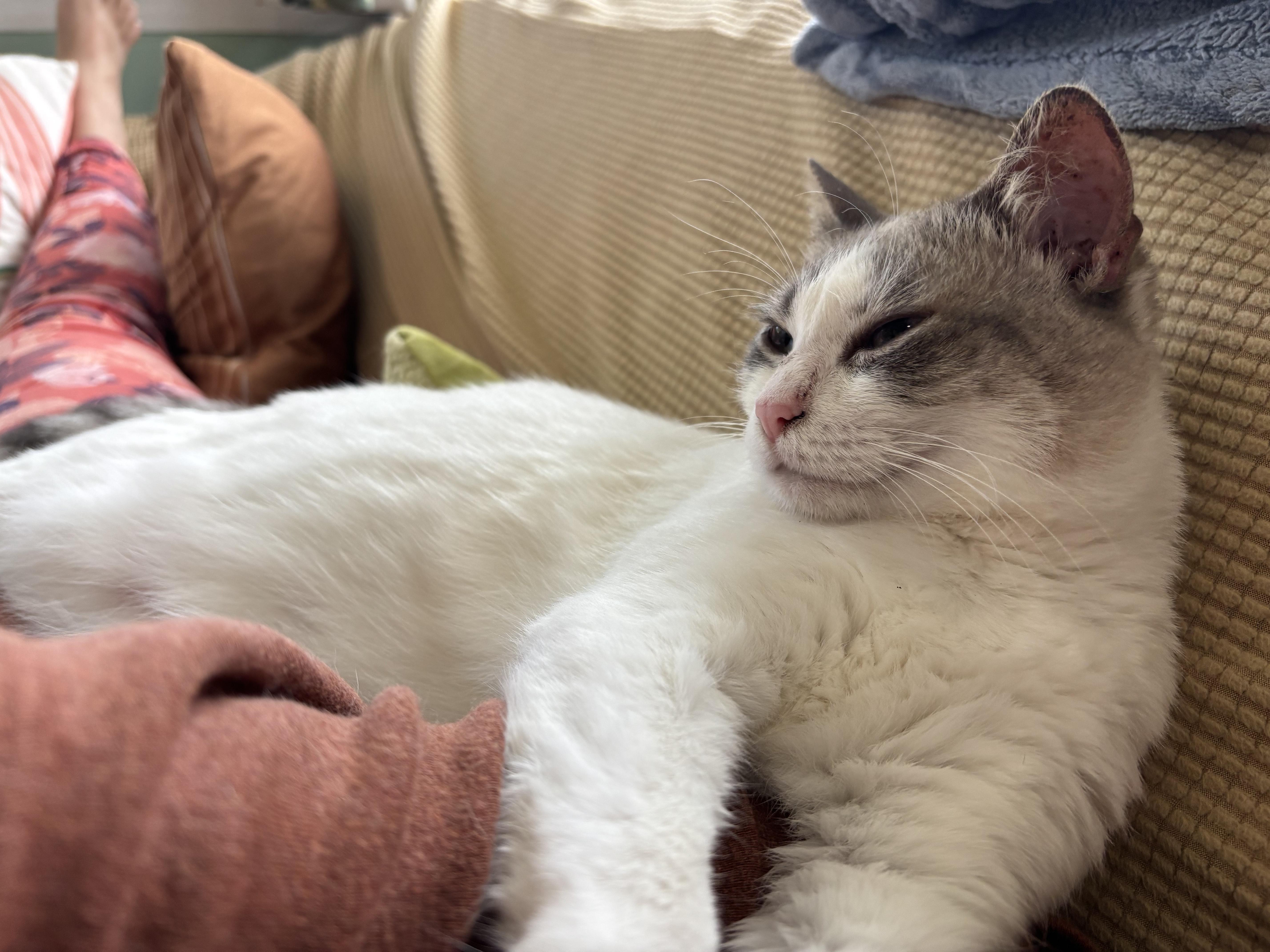 Buttercup, an adopted Domestic Short Hair in Mililani, HI image 4/5