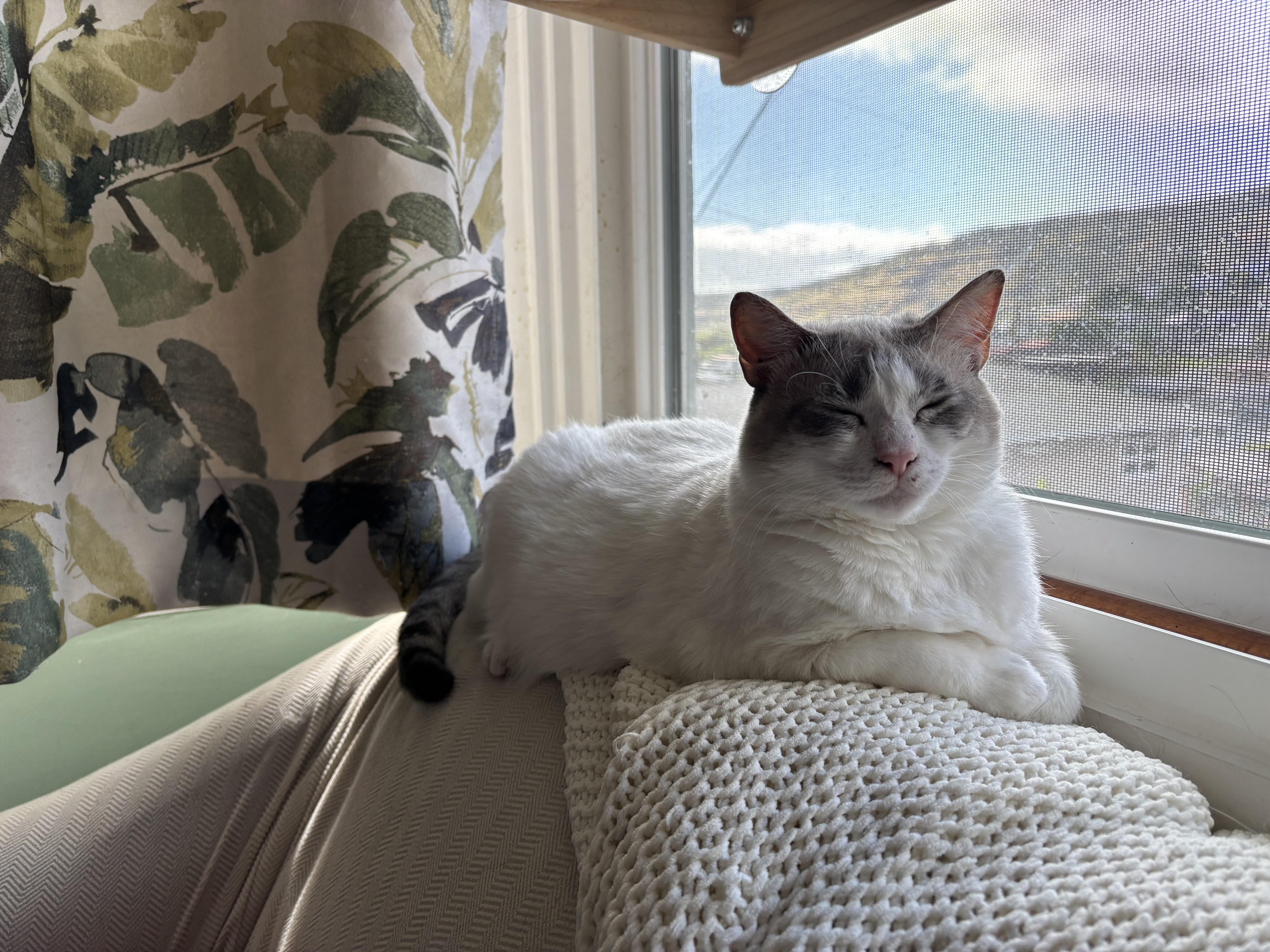 Buttercup, an adopted Domestic Short Hair in Mililani, HI image 5/5