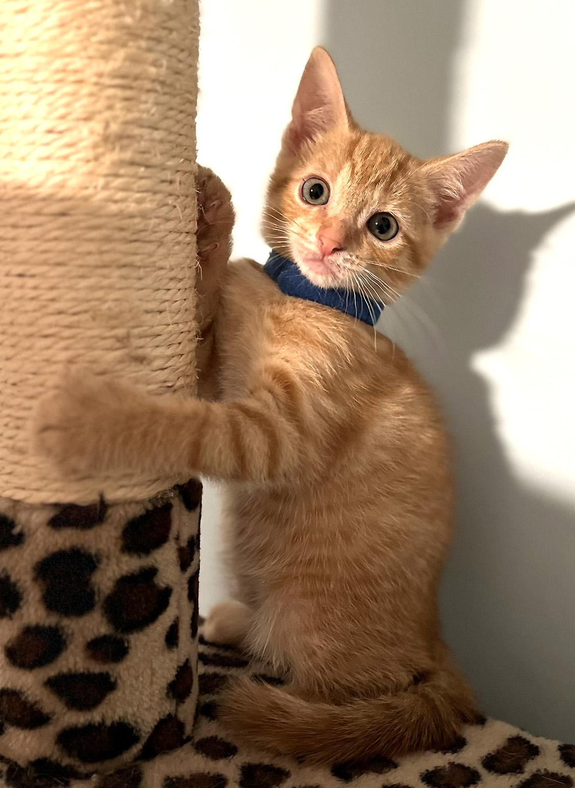 DREA, Adopted, Young Female Domestic Short Hair.