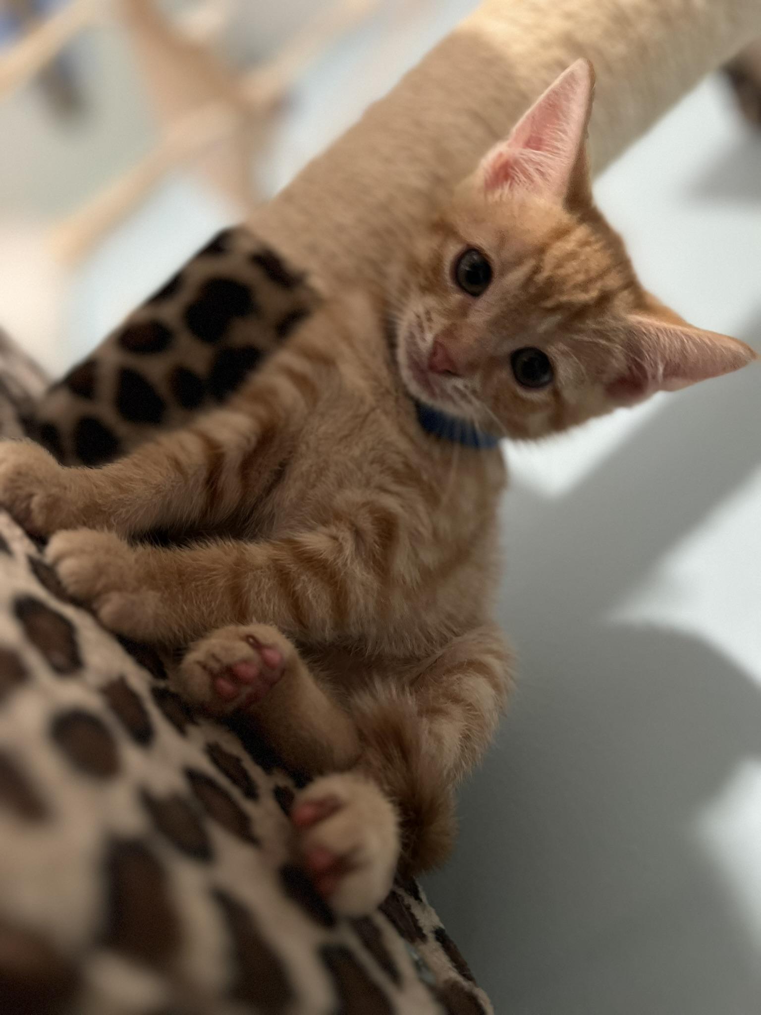 Enlarge DREA, a Adopted Domestic Short Hair in KENTON, DE image 3/4