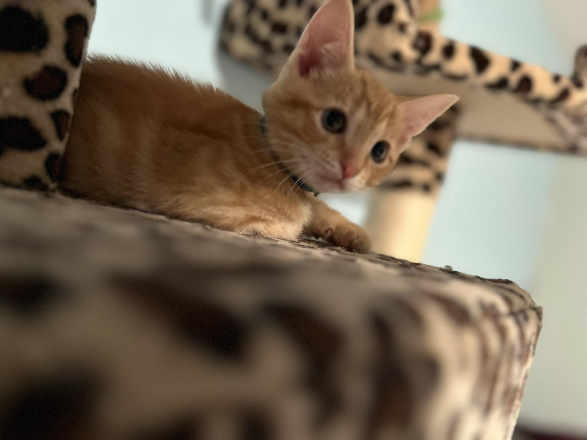 Enlarge DREA, a Adopted Domestic Short Hair in KENTON, DE image 4/4