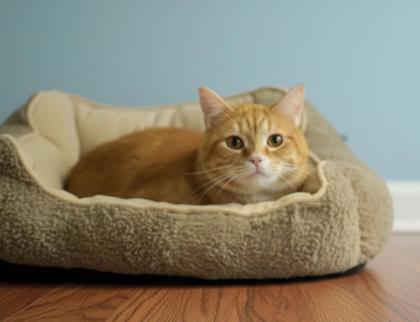 Enlarge Cheeto (BONDED WITH ATHENA), a Adoptable mixed breed in Bowling Green, KY image 2/2