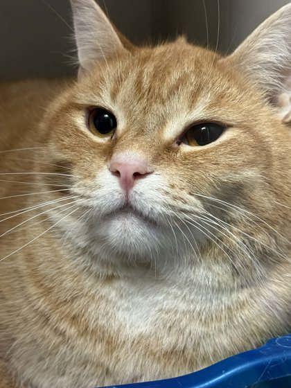 Cheeto, Adoptable, Kitten Male Domestic Short Hair & Domestic Short Hair.