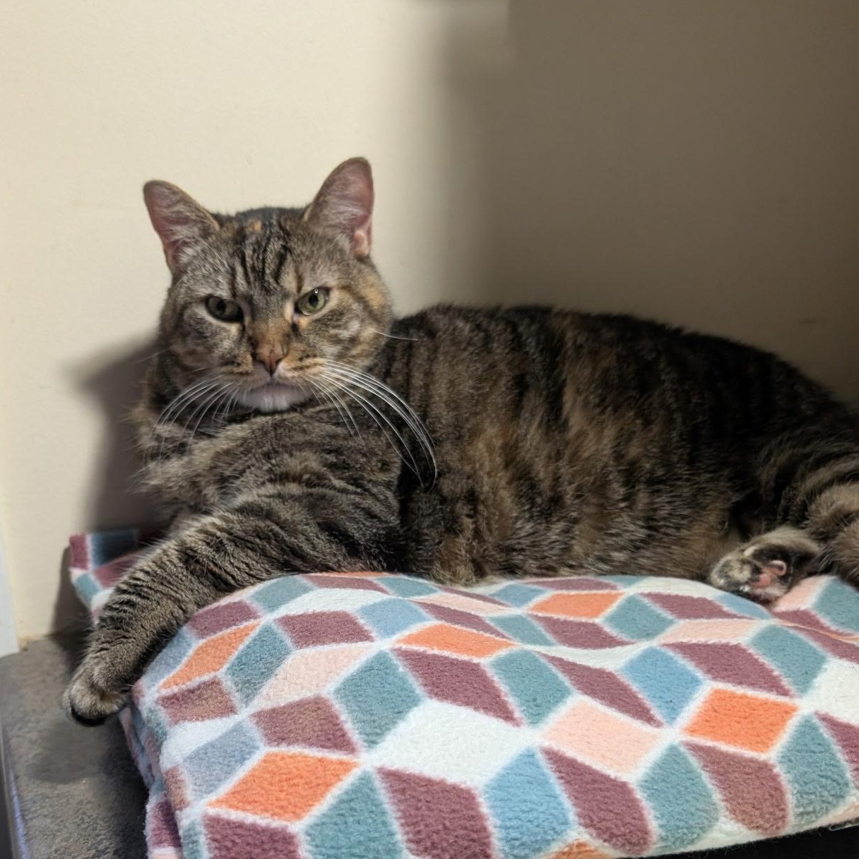 Skye, a Adoptable Domestic Short Hair in Queenstown, MD image 1/6