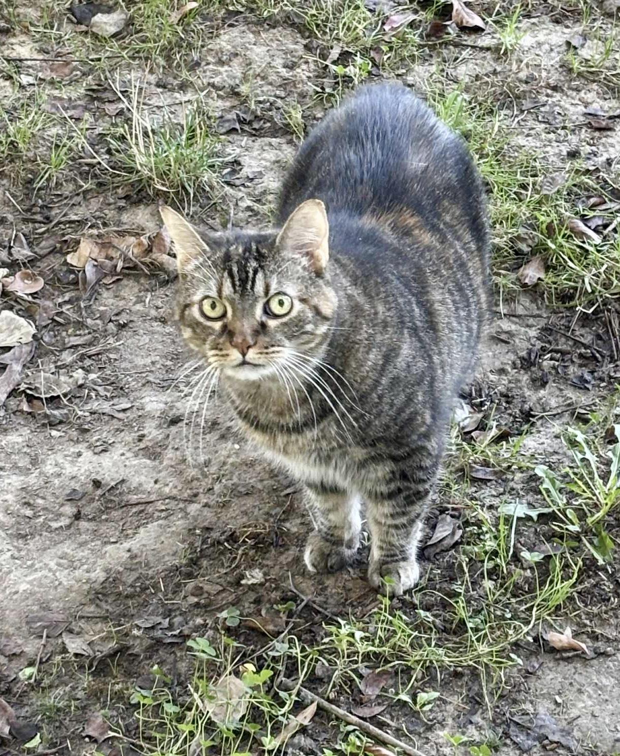 Skye, Adoptable, Adult Female Domestic Short Hair.