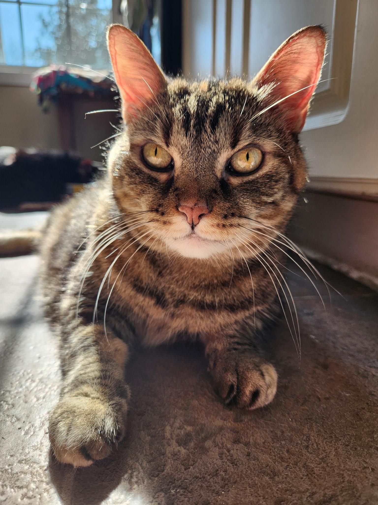 Enlarge Skye, a Adoptable Domestic Short Hair in Queenstown, MD image 2/6