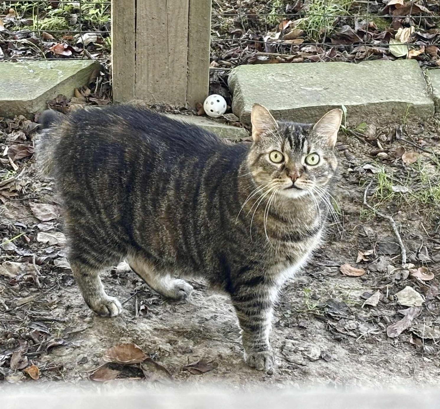 Skye, a Adoptable Domestic Short Hair in Queenstown, MD image 3/6