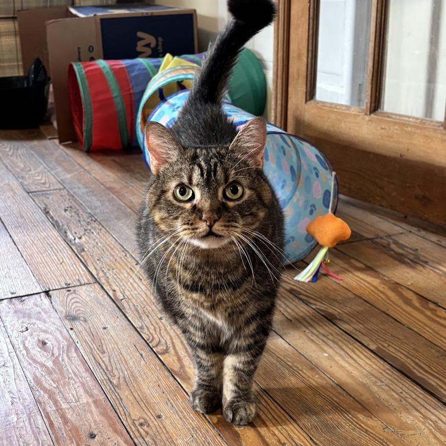 Skye, a Adoptable Domestic Short Hair in Queenstown, MD image 4/6