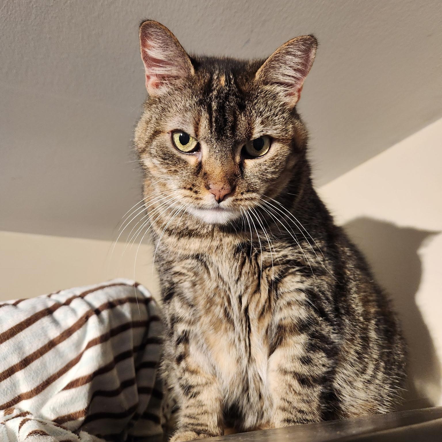 Skye, Adoptable, Adult Female Domestic Short Hair.