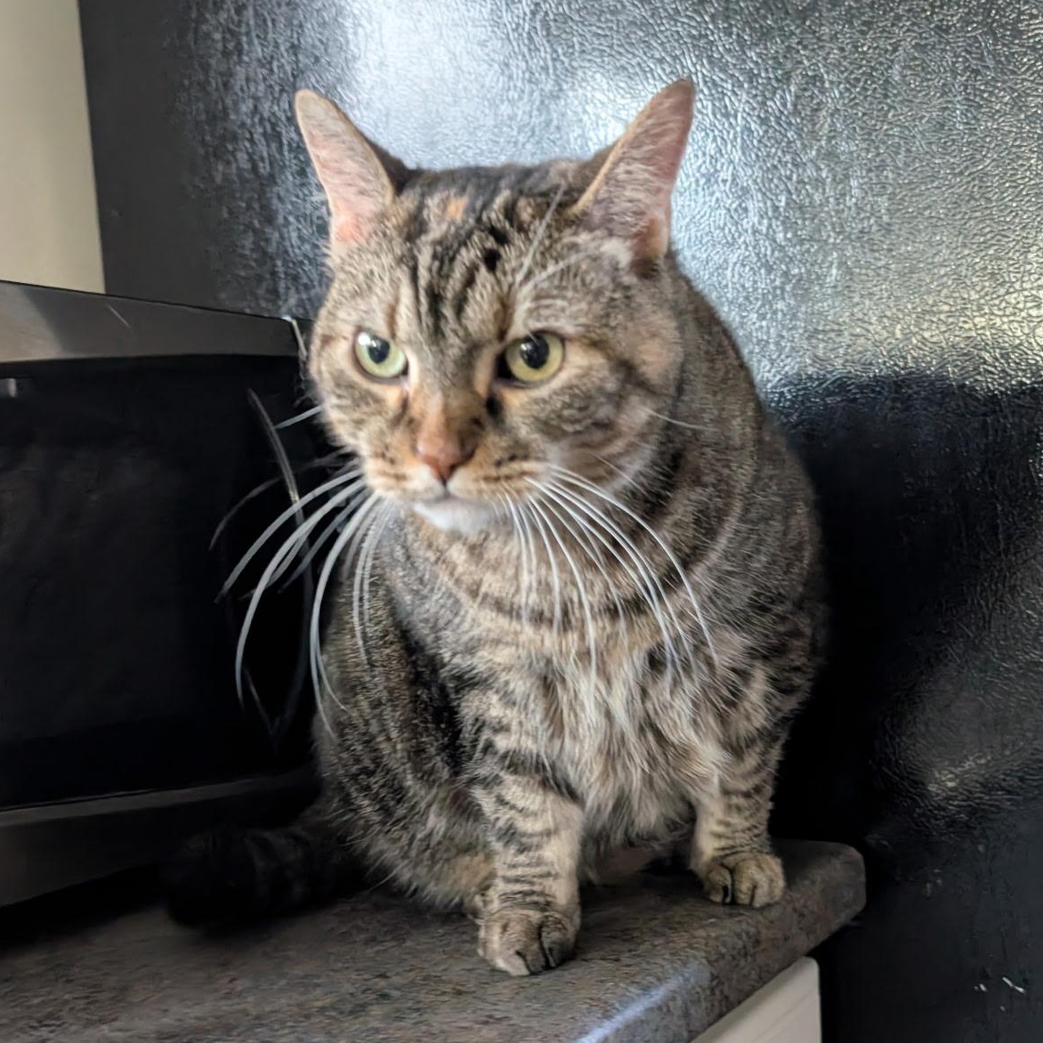 Skye, a Adoptable Domestic Short Hair in Queenstown, MD image 5/6