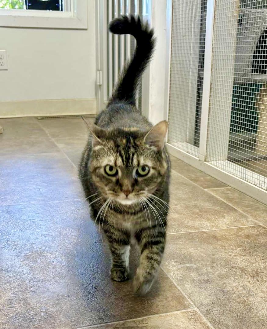 Skye, a Adoptable Domestic Short Hair in Queenstown, MD image 6/6