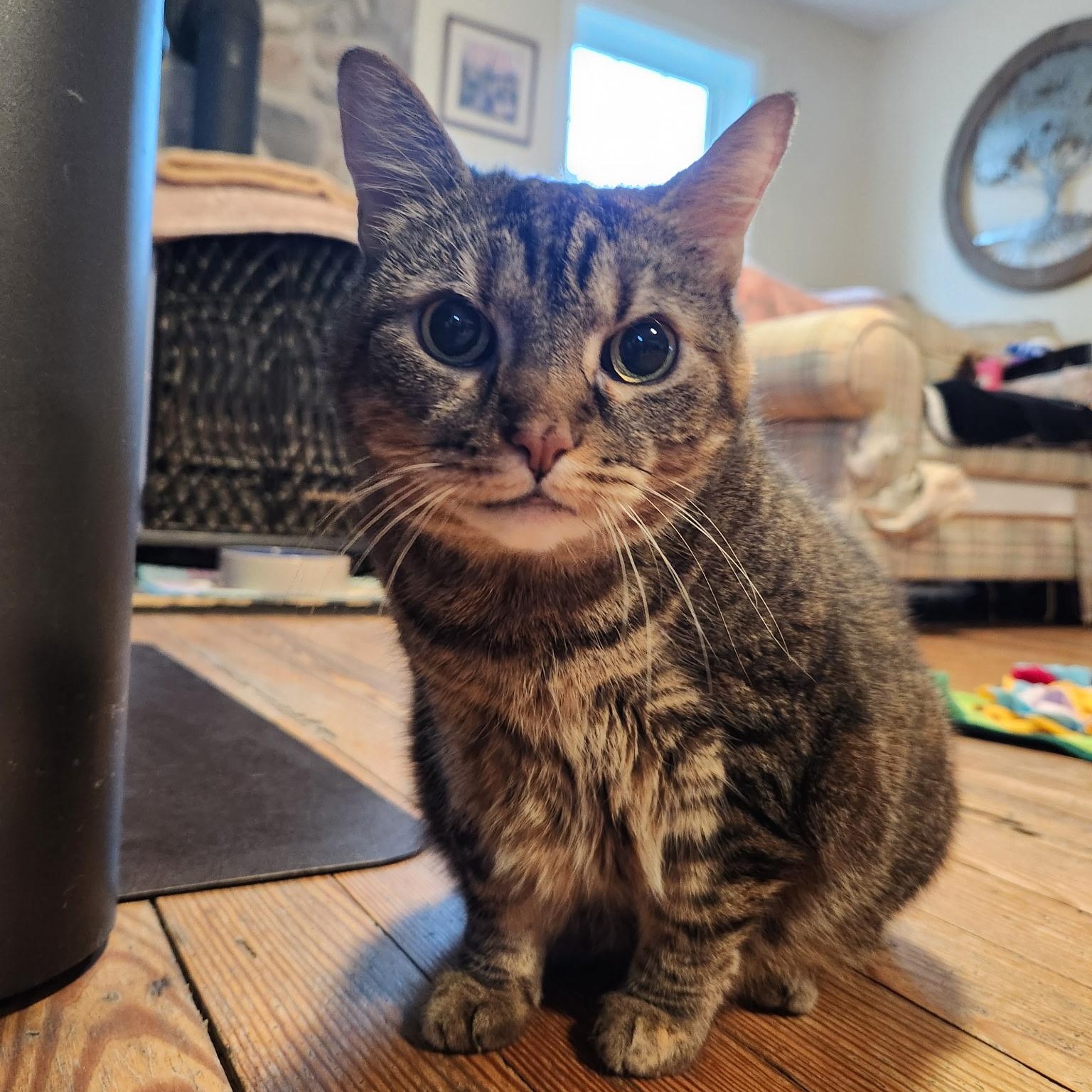 Enlarge Skye, a Adoptable Domestic Short Hair in Queenstown, MD image 3/6