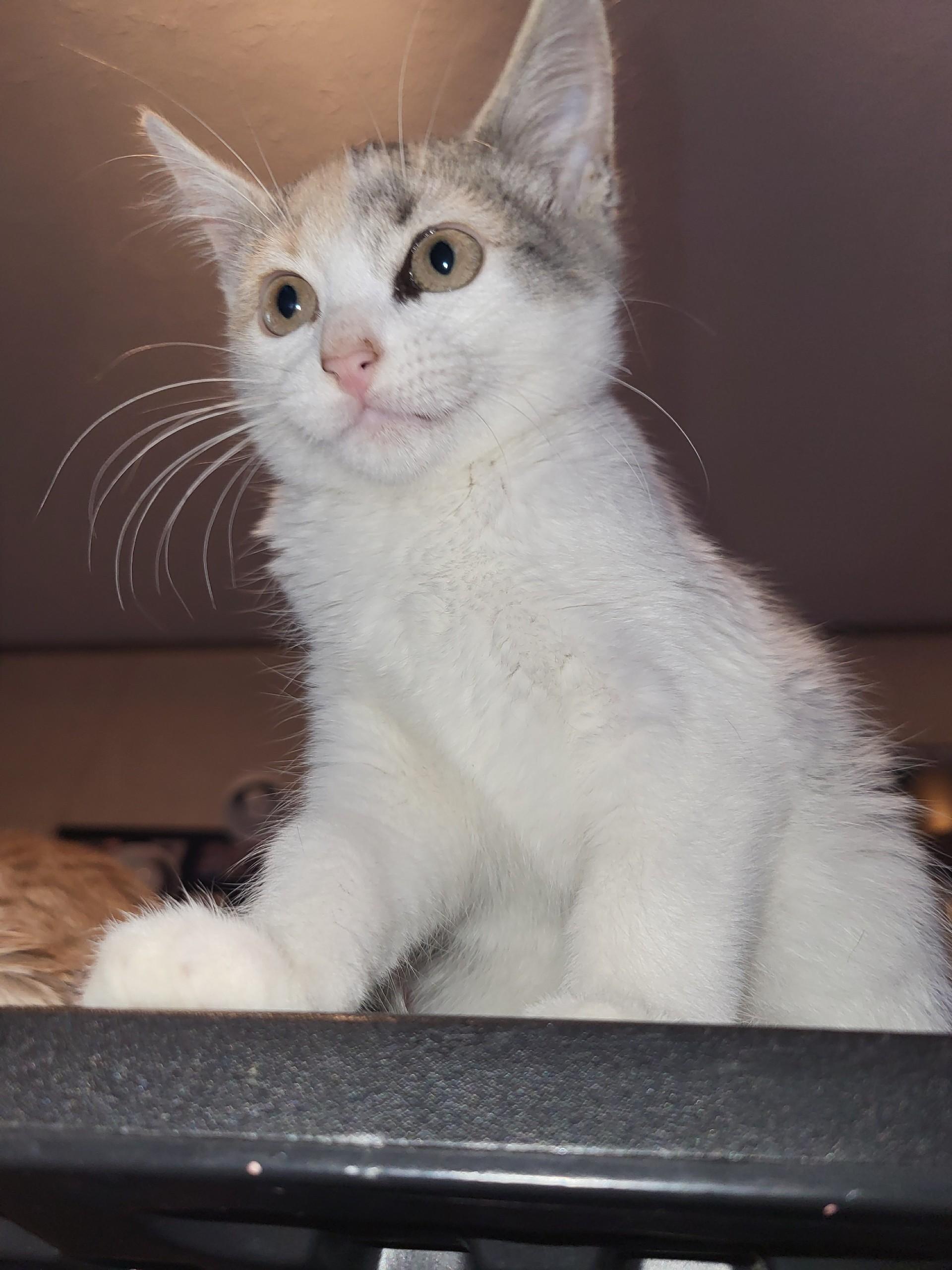 Enlarge Hazelnut , an adopted Dilute Calico in Mabank, TX image 1/5