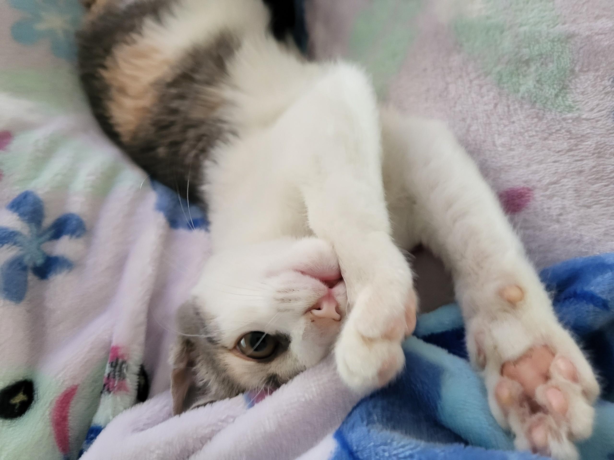 Enlarge Hazelnut , an adopted Dilute Calico in Mabank, TX image 2/5